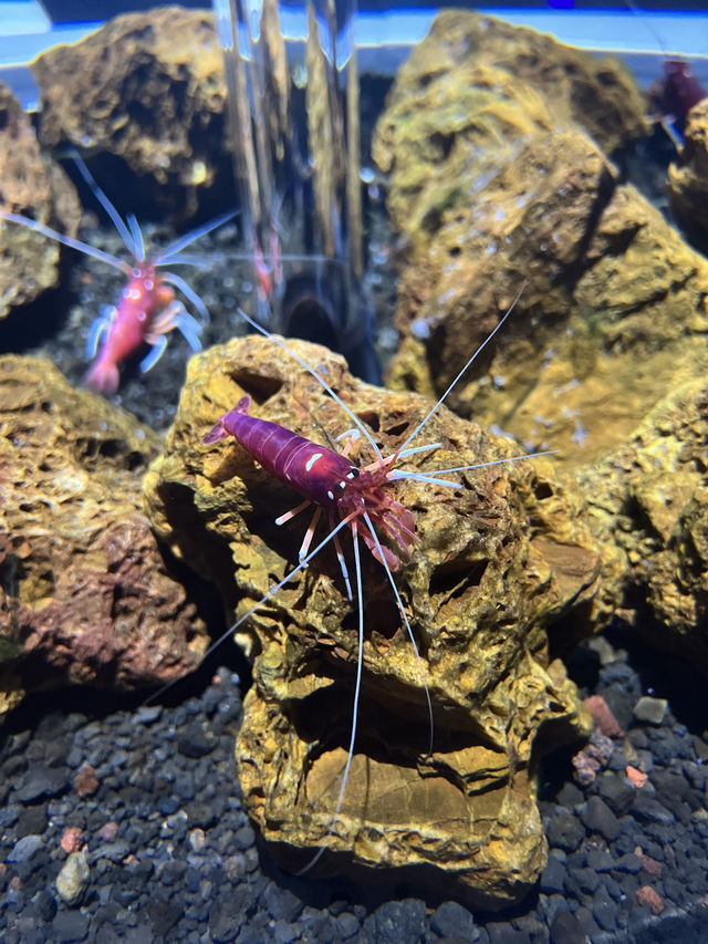 大阪出發30分鐘必去行程🙈Atoa🤩市內最新藝術型水族館