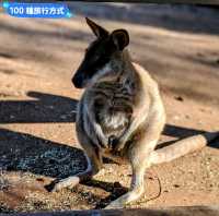 澳洲雪梨-野生動物園與無尾熊合照：Featherdale野生動物園