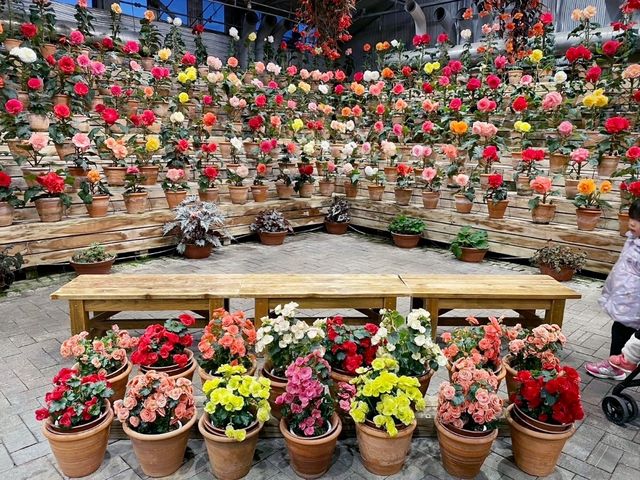 なばなの里✨イルミネーション🌷お花