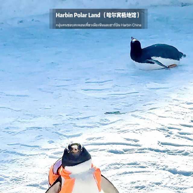 🐧Harbin Polar land 哈爾濱極地公園·極地館 