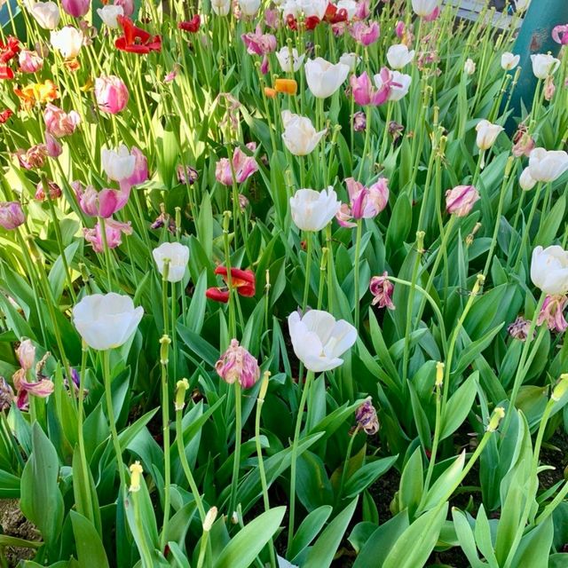 🇰🇷 Everland’s Spring Bloom Spectacular