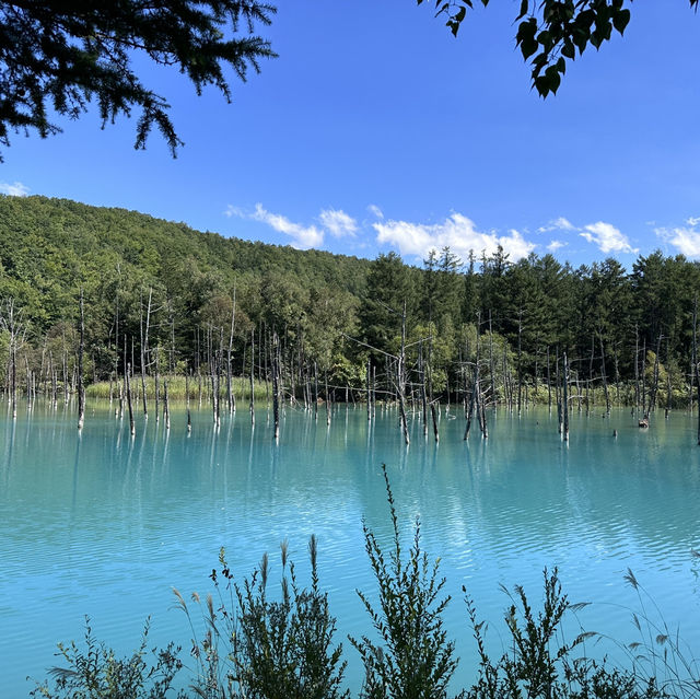最純粹的藍，北海道的絕美幻境：青池