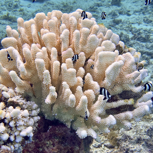 Conrad Bora Bora Nui, French Polynesia