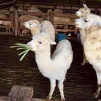 Delightful Experience Feeding Cute Apaches at Palio Thailand