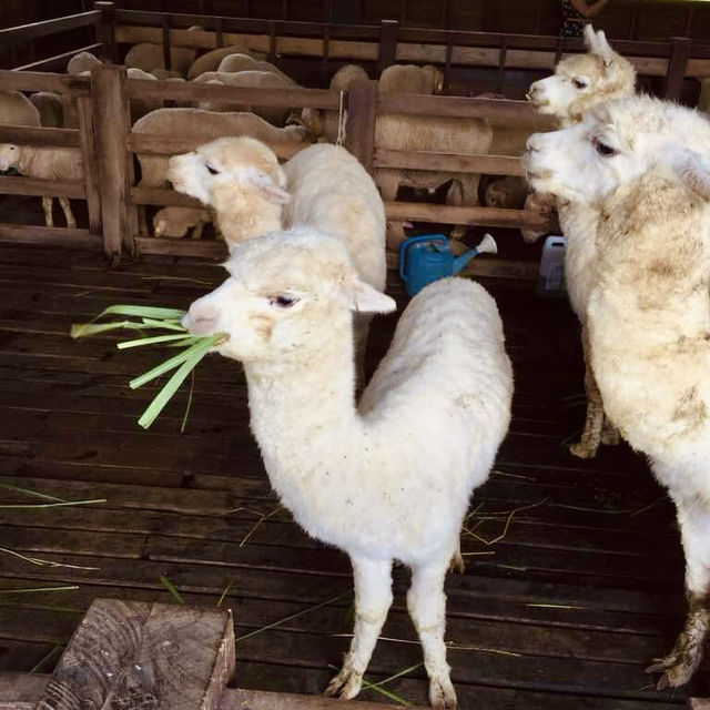 Delightful Experience Feeding Cute Apaches at Palio Thailand