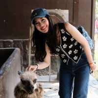 Alpaca Hill | สวนสัตว์ Open-Air ที่ต้องไปสักครั้ง