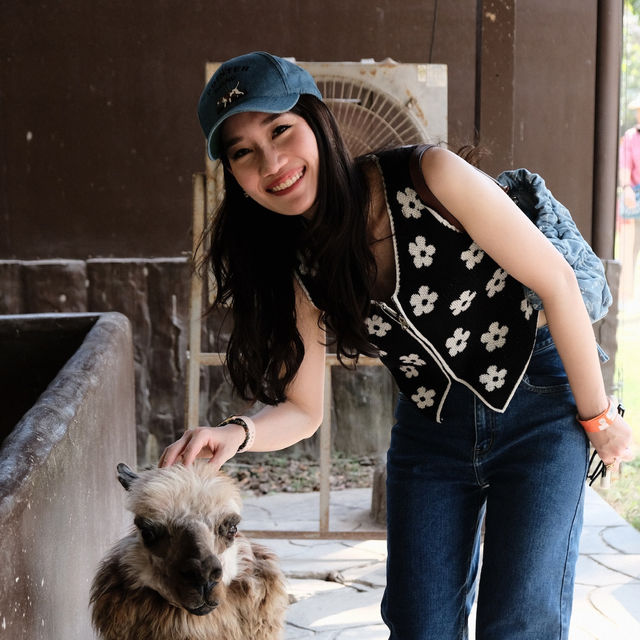 Alpaca Hill | สวนสัตว์ Open-Air ที่ต้องไปสักครั้ง