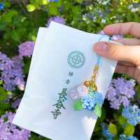 東京旅遊🍀鎌倉一日遊！長谷寺繡球花之旅
