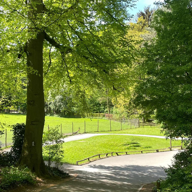 奈良公園：與鹿共舞的綠意天堂 🦌🌳
