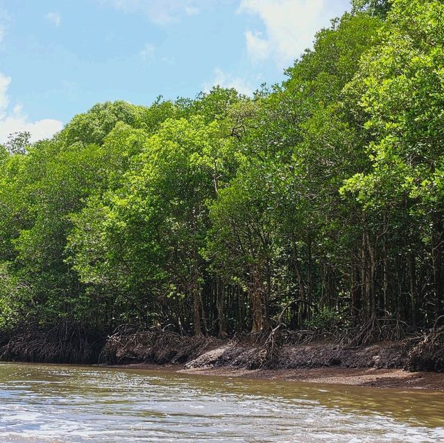 A wander to nature, Mangrove River at Kilim Geoforest Park