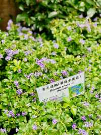【金鐘】香港公園：期間限定香花展覽