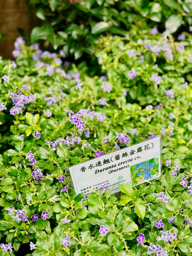 【金鐘】香港公園：期間限定香花展覽