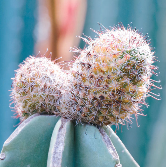 ไร่วันยังขำ จ.ศรีสะเกษ 🏜️🌵🌿