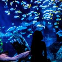 SEA LIFE BKK : สัมผัสโลกใต้ทะเลใจกลางกรุงเทพฯ