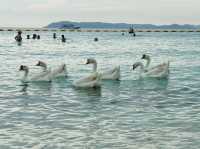 ชวนไปถ่ายรูปกับฝูงน้องห่านที่หาดเทียน