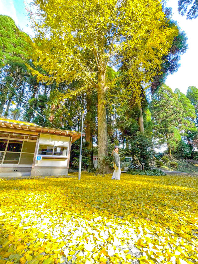 【熊本】⛩️ 日本三大下り宮のひとつ、阿蘇随一のパワースポット ⛩️ 