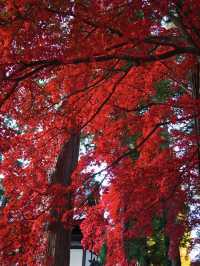 【長野】目が覚めるような真っ赤に染まる紅葉🍁信州のもみじ寺✨