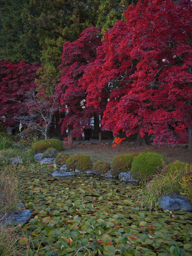 【長野】目が覚めるような真っ赤に染まる紅葉🍁信州のもみじ寺✨