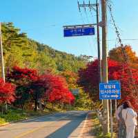 굽이굽이 펼쳐진 단풍길🍁