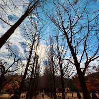 Autumn Splendor at Nami Island