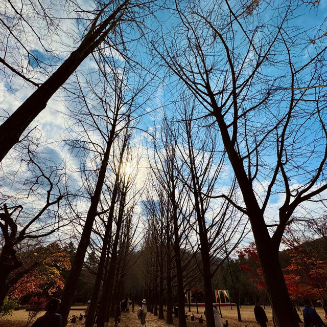 Autumn Splendor at Nami Island