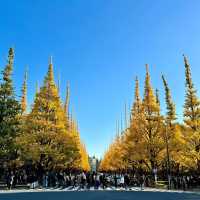 東京景點推薦：明治神宮外苑的秋日銀杏大道