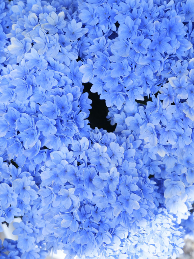 名古屋打卡聖地：形原溫泉紫陽花祭 