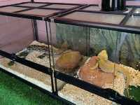 Place for Kids! TTI Mini Zoo