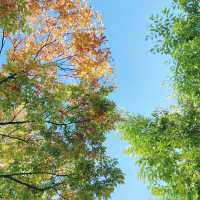 Seoul's Autumn Symphony: A Burst of Color