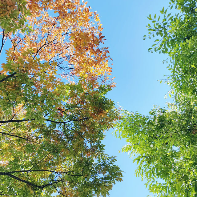 Seoul's Autumn Symphony: A Burst of Color