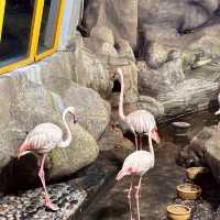 "Discover the Wonders of the Sea at Underwater World Langkawi"