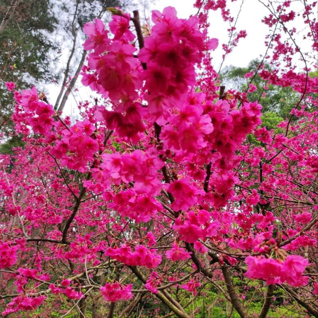 หนาวนี้ ปีใหม่นี้ ไปชมซากุระ ให้โลกเป็นสีชมพู