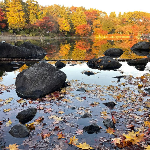 景點推薦：昭和記念公園——秋天的黃葉與自然美景