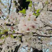 벚꽃 맛집 [이노카시라 공원]🌸