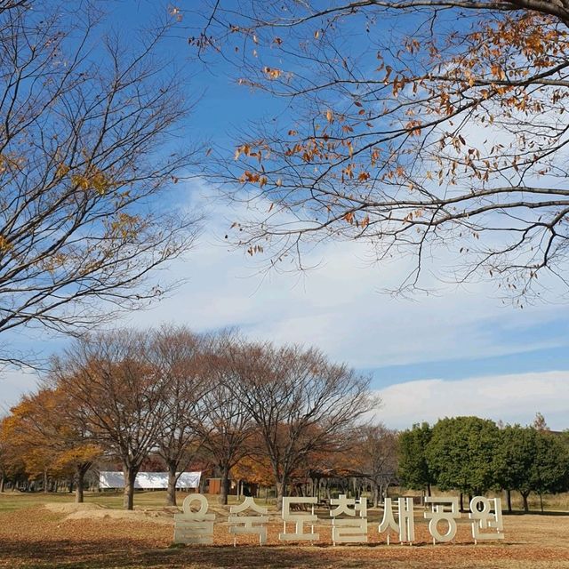 12월 첫째주 여전히 가을느낌 물씬 단풍놀이 가능한 부산 을숙도공원