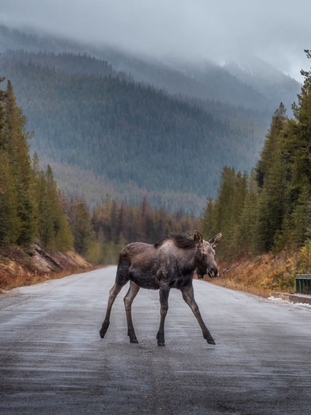 A Weekend Exploring Jasper National Park