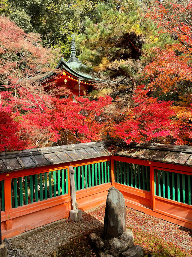 京都山科の古刹🥰紅葉名所🍁毘沙門堂門跡🍁