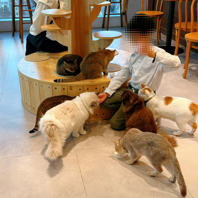 聖誕必去貓cafe
