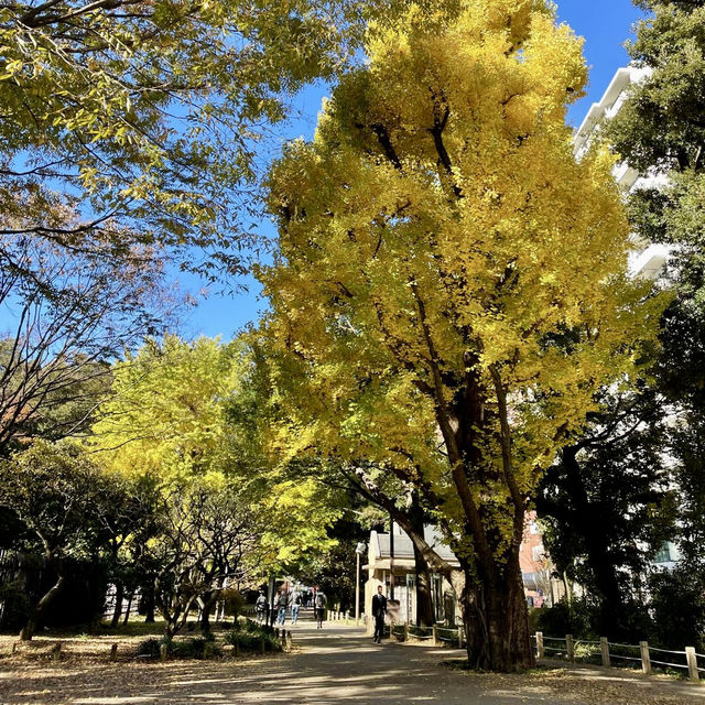 秋季旅遊的新宿御苑