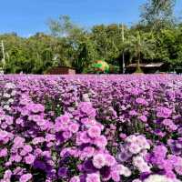 🇯🇵 Hokkaido Flower Park Khaoyai 🇯🇵