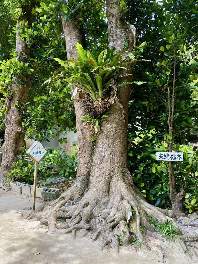 【沖縄旅行】 パワースポット✨️樹齢数百年のフクギ並木