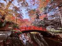 北野天滿宮-千年寺廟，壯觀楓海令人感動