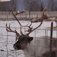 Reindeer park in Anchorage