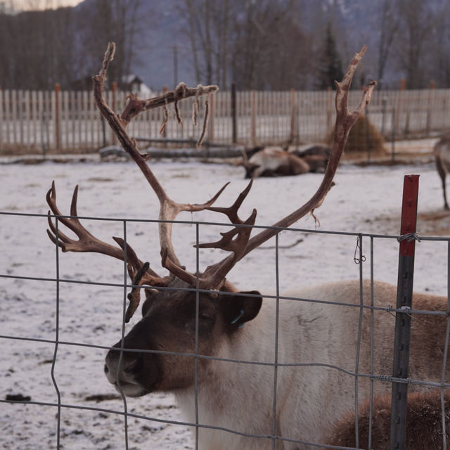 Reindeer park in Anchorage