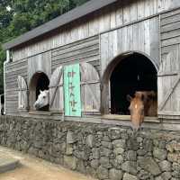 【韓国】チェジュ島にある牧場カフェで素敵な体験🐴🍦