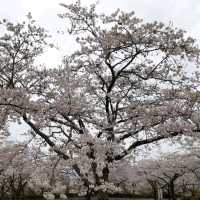 Japan Road Trip ตามหาฟูจิซัง