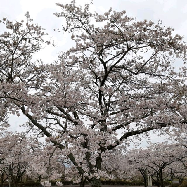 Japan Road Trip ตามหาฟูจิซัง