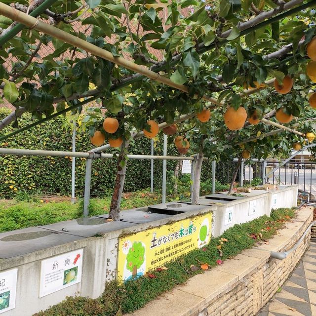 二十世紀梨紀念館