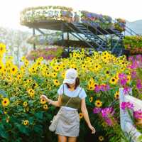 สวนดอกไม้วิวเขา “สวน อบจ เชียงใหม่” 