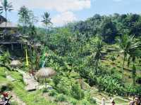 A spectacular view of the green Tegalalang rice terrace💚